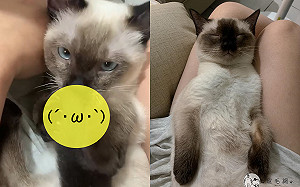 (影)暹羅貓陶醉「狂吸自己」　主人曝：常常吸到翻白眼