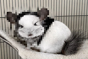 (影)荷蘭龍貓毛色超特別　網一看驚呼：身上「帽T」哪裡買？