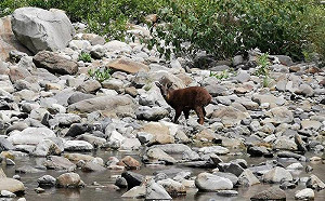 三級警戒》雪霸公園封山近1個月！稀有動物藍腹鷴、山羌全現蹤