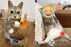 (影)貓咪吃肉泥爽當「沙發馬鈴薯」　網笑：坐姿太母湯！