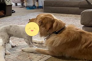 (影)金金受不了狗弟弟太頑皮　竟「張嘴含狗頭」：你冷靜！