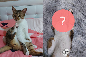 貓咪夢到「自己是超人」　高舉手手向前飛：出動！