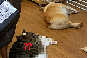 (影)在阿嬤家防疫？貓咪與柯基躺地板「神同步」　奴笑：複製貼上