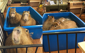 (影)水豚君玩水「不停轉圈圈」 主人爆笑：是滾筒洗衣機？