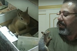 (影)獲救松鼠長成「守財奴」　幫主人堅守收銀機：別人都不准碰！