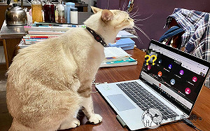 (影)居家上課第一天貓在鏡頭前打哈欠　網笑：代課同學不專業！