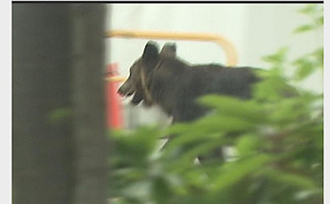 真的熊出沒！日北海道札幌黑熊逛大街 4人受傷