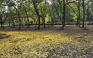 微解封》人流管制500人！台南虎頭埤風景區明重新開園