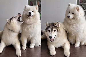 (影)見哈士奇吵鬧薩摩耶「摸頭殺」牠秒安靜　網笑：被吃得死死的！