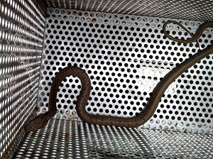 「機車裡有蛇」驚悚上演   新北動保處急解危