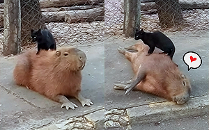 (影)黑貓踩牠身上「踏踏」　水豚舒服到翻肚：力道不錯～