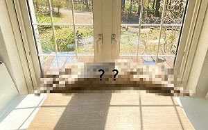 貓咪大字形躺窗前「行光合作用」　網羨：好想當牠！