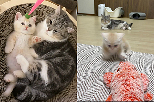 小貓調皮玩「龍蝦玩具」　大貓在旁高冷看：偶是成熟大人了！