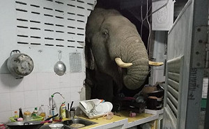 太熟了也不好! 大象是她家「常客」 泰國女子廚房牆壁遭撞破