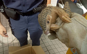 穿山甲欸！橫山員警家戶訪查意外拾獲可愛穿山甲 1年內2度發現