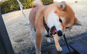 (影)柴柴口渴卻張嘴與水「保持社交距離」　網笑：有未知結界？