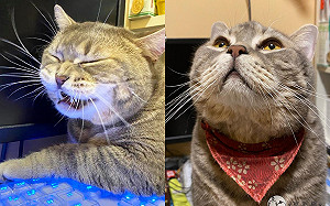 (影)英國短毛貓「忘情啃鍵盤」　媽抓包笑：你知道不能吃嗎？