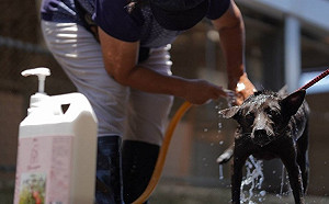 避免毛寶貝炎夏中暑 新北動物之家全面智能控溫