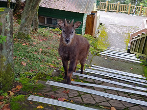 與野生山羊四目相望 人與動物和諧共處成大雪山遊樂區日常