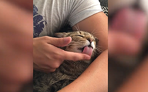 (影)想摸貓「得先被舔過」　網笑：這樣就算被消毒過了！