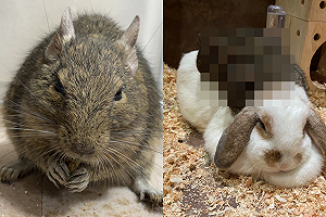 (影)智利鼠排排窩在兔子背上 「被落下」那隻立刻衝來：等我！