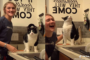 (影)唐老鴨是你？賓士貓一抓癢就「哇哇哇」　網笑：按到開關了！