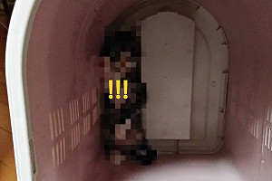 去趟醫院小貓「站」在貓籠好驚恐　網笑：求心裡陰影面積