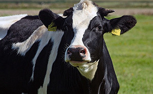 蔡筱穎觀點》歐洲最古老的國際條約仍生效 法國村莊650年來進貢三頭牛給西班牙