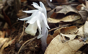山中精靈水晶蘭現身阿里山！6萬網友「線上登山」驚喜賞花