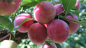 梨山蜜李成熟了！參山處守疫情勸旅客別上山 稱：網購一樣好吃