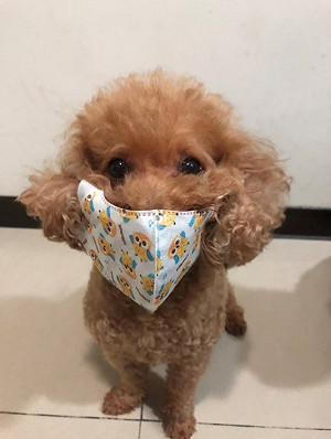 毛寶貝勿用酒精口罩抗疫 新北動保處示警慎防中毒熱衰竭