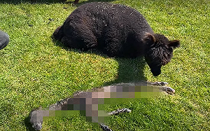 (影)剛誕生小羊駝「骨瘦如柴」模樣驚人　網愣：牠還活著嗎？