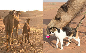 (影)三花貓天天騎駱駝散步賞美景　網：羨慕的貓生！