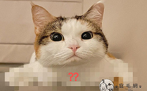 (影)大眼萌貓嘟小嘴「折手手插腋下」　網笑噴：森氣叉腰啦！