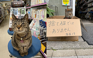 愛睡店門紙箱被誤認浪貓　文具店奴才無奈附註：牠是店長啦！