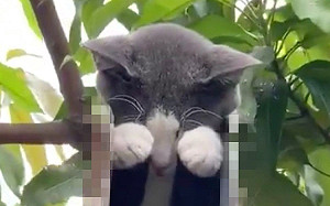 (影)貓咪在「神祕小空間」埋頭狂睡　路過男子驚：為什麼在那裏？