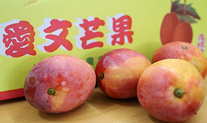 Delta入侵  枋山芒果遭污名化退訂　周春米替果農喊冤協助銷售