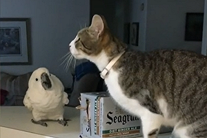 (影)喵大俠「神之一躍」跳走　鸚鵡當場看傻：武林高手嗎？