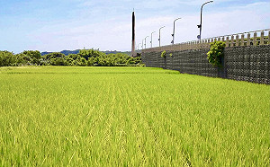 糧荒？泰國、印度等國大米生產過剩削價競爭