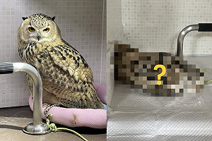 地板有「一坨生物」在熟睡 網笑:跟貓咪一模一樣!