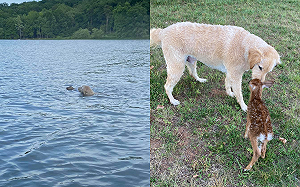 (影)小鹿溺水被「英勇金金」拯救　隔天不忘登門道謝：好在有你！