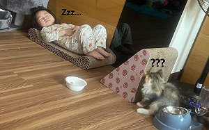 女兒睡貓抓板！傻眼貓躲牆角偷看　4萬網友笑：她喵化了！