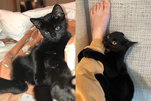 (影)黑貓啃奴才腳後「甩頭嗨翻」　網傻眼：是吃了什麼？