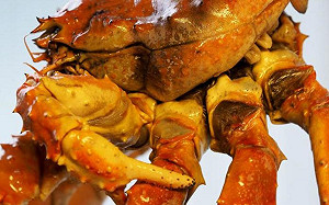 buffet帝王蟹只有蟹腿？網吐原因