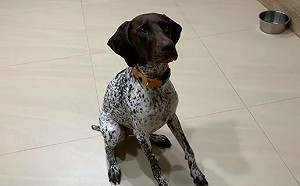 飼主居家「毛孩搗蛋」很抓狂！ 新北動保處推訓犬教學影片 