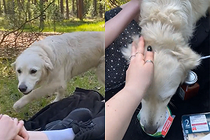 (影)野餐女孩熱情迎接「路過金金」　沒想到下秒悲劇！