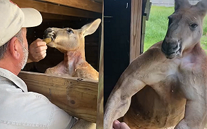 86年來首例！澳洲男養袋鼠寶寶當寵物 慘遭活活打死