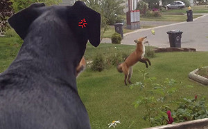 (影)具放院子引來野生狐狸「嗨玩」　汪屋內著急：那偶的欸！