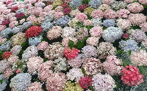 (影)浪漫「花水手」在武陵農場！夢幻繡球花池讓網友驚呼：好像在日本