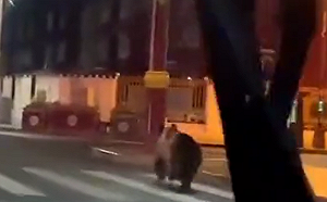 (影) 注意 熊出沒! 夜路狂奔 棕熊突現四川省街道 嚇壞居民